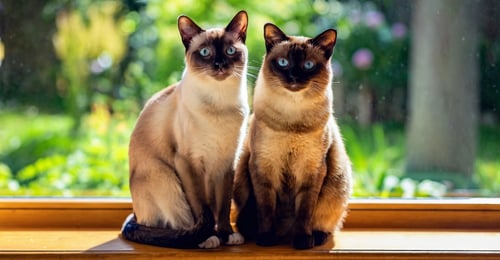 Siamese vs Tonkinese: The Complete 2026 Breed Comparison Guide