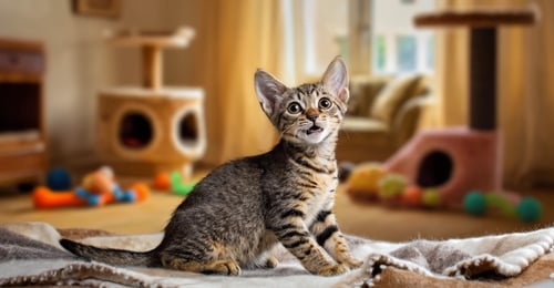 Kitten Socialization Guide: Raising a Confident, Well-Adjusted Cat