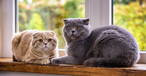 Scottish Fold vs British Shorthair: The Complete 2026 Breed Comparison Guide