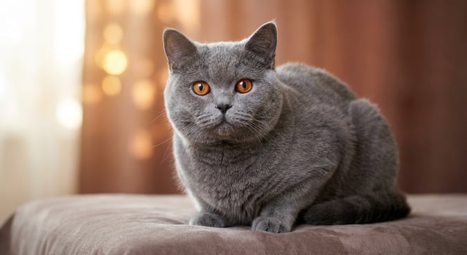 British Shorthair: The Teddy Bear of Cat Breeds