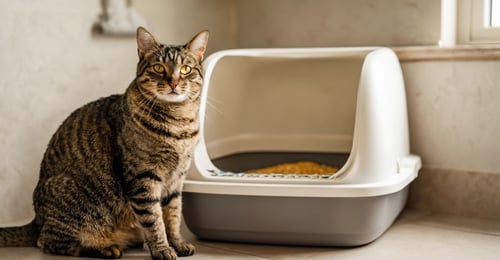 World's Best Cat Litter Review 2026: In-Depth Analysis & Buyer's Guide