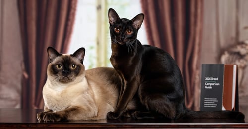 Burmese vs Bombay Cat: 2026 Breed Comparison Guide