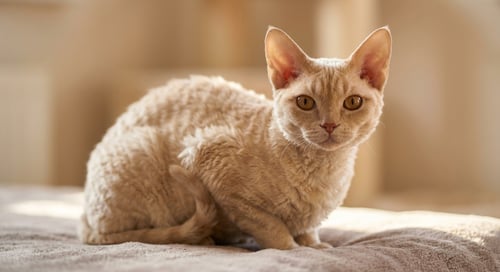 German Rex: The Curly-Coated Cuddle Companion from Germany