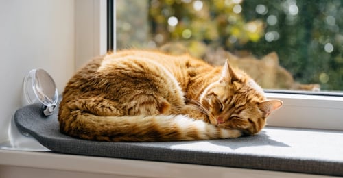Cat Window Perches and Beds: The 2026 Complete Guide & Reviews