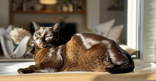 Spring Shedding Season: Your Complete Guide to Managing Cat Hair (2026)