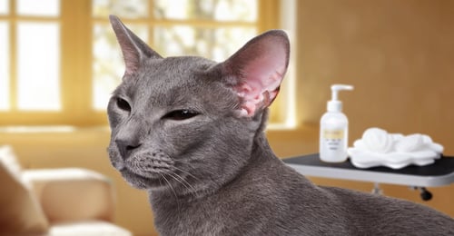 Cat Ear Cleaning: The 2026 Guide to Healthy Ears and Problem Prevention