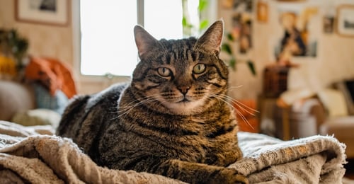 Obesidad Felina en 2026: Una Guía Completa sobre Riesgos para la Salud, Prevención y Pérdida de Peso Segura