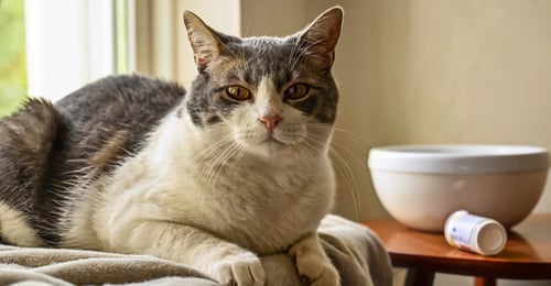 Feline Chronic Kidney Disease (CKD): A 2026 Guide to Diagnosis, Treatment, and Management