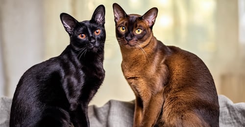 Bombay vs Burmese Cat: The Ultimate Breed Comparison Guide (2026)