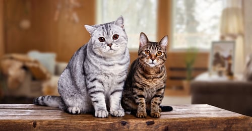 British Shorthair vs American Shorthair: The Complete 2026 Breed Comparison