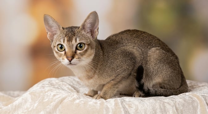 Singapura: The Tiny Dynamo from Singapore Stealing Hearts Worldwide