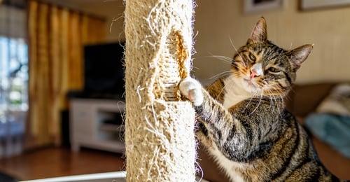 Cómo Evitar que un Gato Arañe los Muebles: Una Guía Completa para 2026