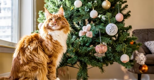 Christmas Tree and Cats: How to Keep Both Safe in 2026