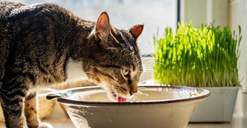 Hidratación del Gato: Una Guía Completa para Asegurar que Tu Gato Beba Suficiente Agua