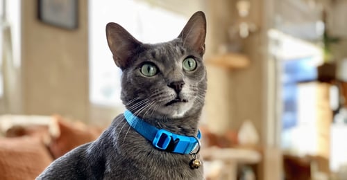 Cat Collars: The Complete 2026 Buying Guide & Safety Reviews