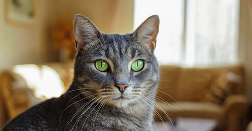 Cat Eye Problems: A 2026 Guide to Conditions, Symptoms & Treatment Costs
