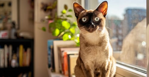 Smallest Cat Breeds: Tiny Cats with Big Personalities (2026 Guide)