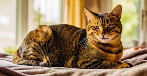 Cat Skin Problems: A Complete Guide to Conditions, Causes & Treatments (2026)