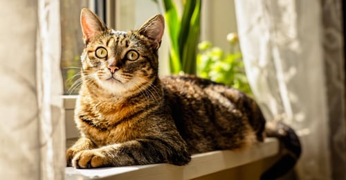 How Long Do Cats Live? Key Factors That Influence Feline Lifespan (2026 Guide)
