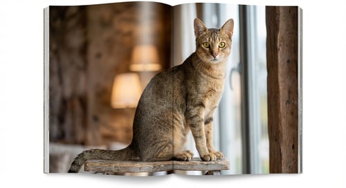 Chausie : Rencontrez l'hybride de chat de jungle au cœur sauvage