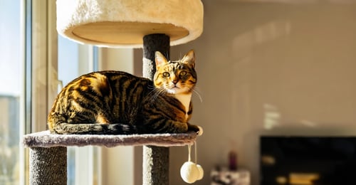 Frisco Cat Tree Review: The Complete 2026 Buying Guide