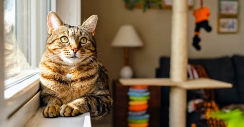 Cat Behavior Problems: A Complete Guide to Understanding and Solving Issues in 2026