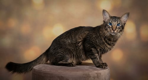 Oriental Longhair: The Elegant, Expressive Companion Cat