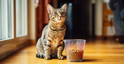 Obesidad Felina: Guía de Prevención y Control de Peso 2026