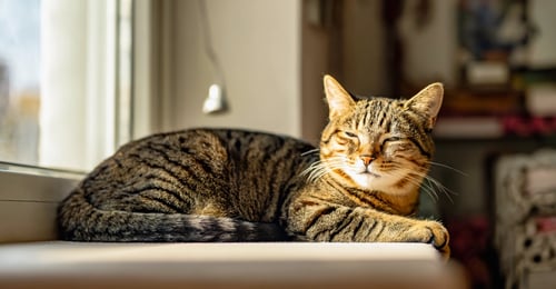 Feline Stress and Anxiety: Your Complete Guide to Calming Your Cat in 2026