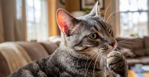 Cat Ear Mites: A Complete 2026 Guide to Treatment, Prevention & Home Care