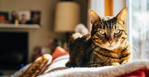 Common Cat Diseases: A 2026 Guide to Symptoms, Treatment & Prevention
