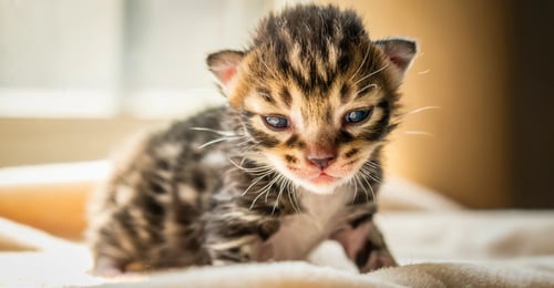 Wann öffnen Kätzchen ihre Augen? Ein vollständiger Leitfaden zu den Meilensteinen neugeborener Kätzchen (2026)