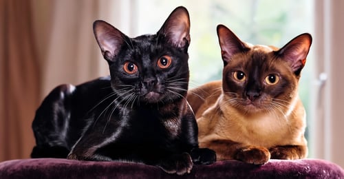 Bombay vs Burmese Cat: Your 2026 Guide to Mini Panthers & Satin Companions