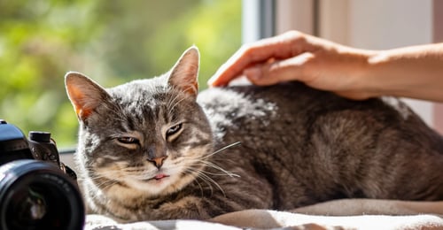 Feline Chronic Kidney Disease (CKD): A Complete 2026 Guide to Symptoms, Stages, Treatment & Costs