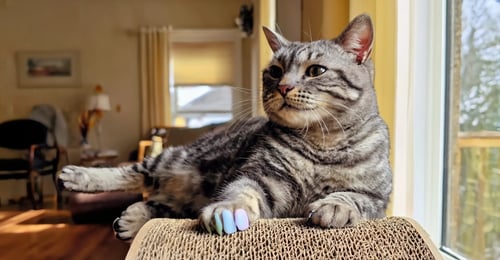 Humane Declawing Alternatives: A Complete Guide for Cat Owners in 2026