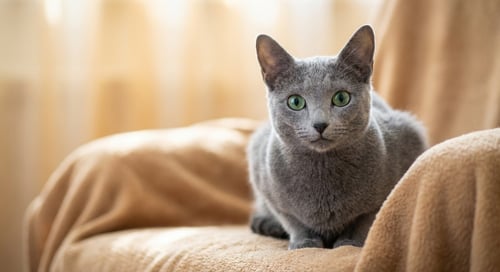 Russian Blue: The Enchanting Silver-Tipped Companion