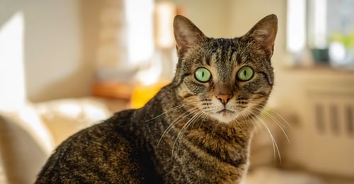 Cat Eye Care: The Complete Guide to Healthy Feline Vision in 2026