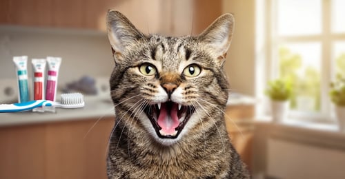 Cat Dental Health: Your Complete Care Guide for 2026