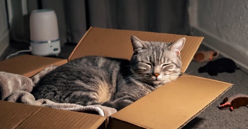 Fireworks and Cats: A Complete Guide to Keeping Your Cat Calm and Safe