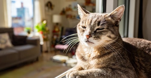 Cat Anxiety and Stress: The 2026 Guide to Recognition, Causes & Management
