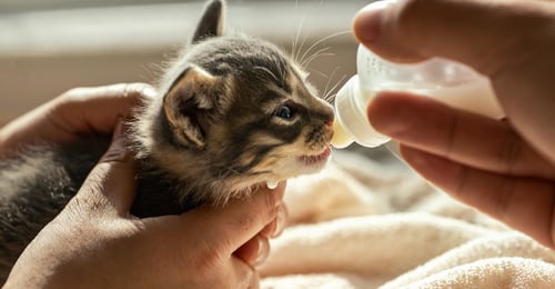 Bottle Feeding Kittens: The Complete 2026 Guide to Success