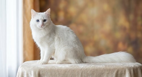 Angora Turco: El Aristócrata Felino Gracioso de Anatolia