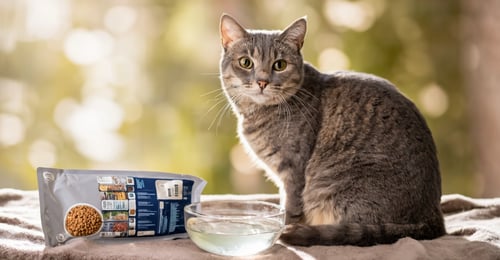 Cat Kidney Disease (CKD): The 2026 Guide to Management, Diet, and Care