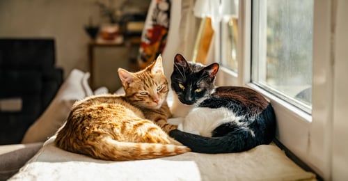 Should I Get Two Cats? The Complete Guide to Cat Companionship in 2026