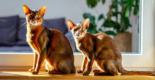 Abyssinian vs Oriental Shorthair: 2026 Breed Comparison Guide