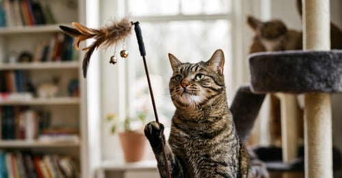 Jackson Galaxy Katzenspielzeug Bewertung: Der komplette Einkaufsführer 2026