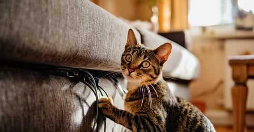 The Ultimate Cat-Proofing Guide: A Room-by-Room Safety Blueprint for 2026