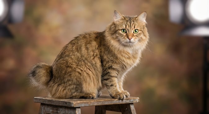 Kurilian Bobtail: Russia’s Wild-Looking Bobtail Cat With a Heart of Gold