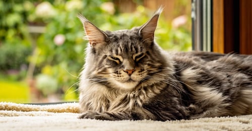 Cat Arthritis in 2026: The Complete Guide to Pain Management & Quality of Life