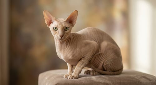 Peterbald: El elegante gato ruso sin pelo con afecto infinito